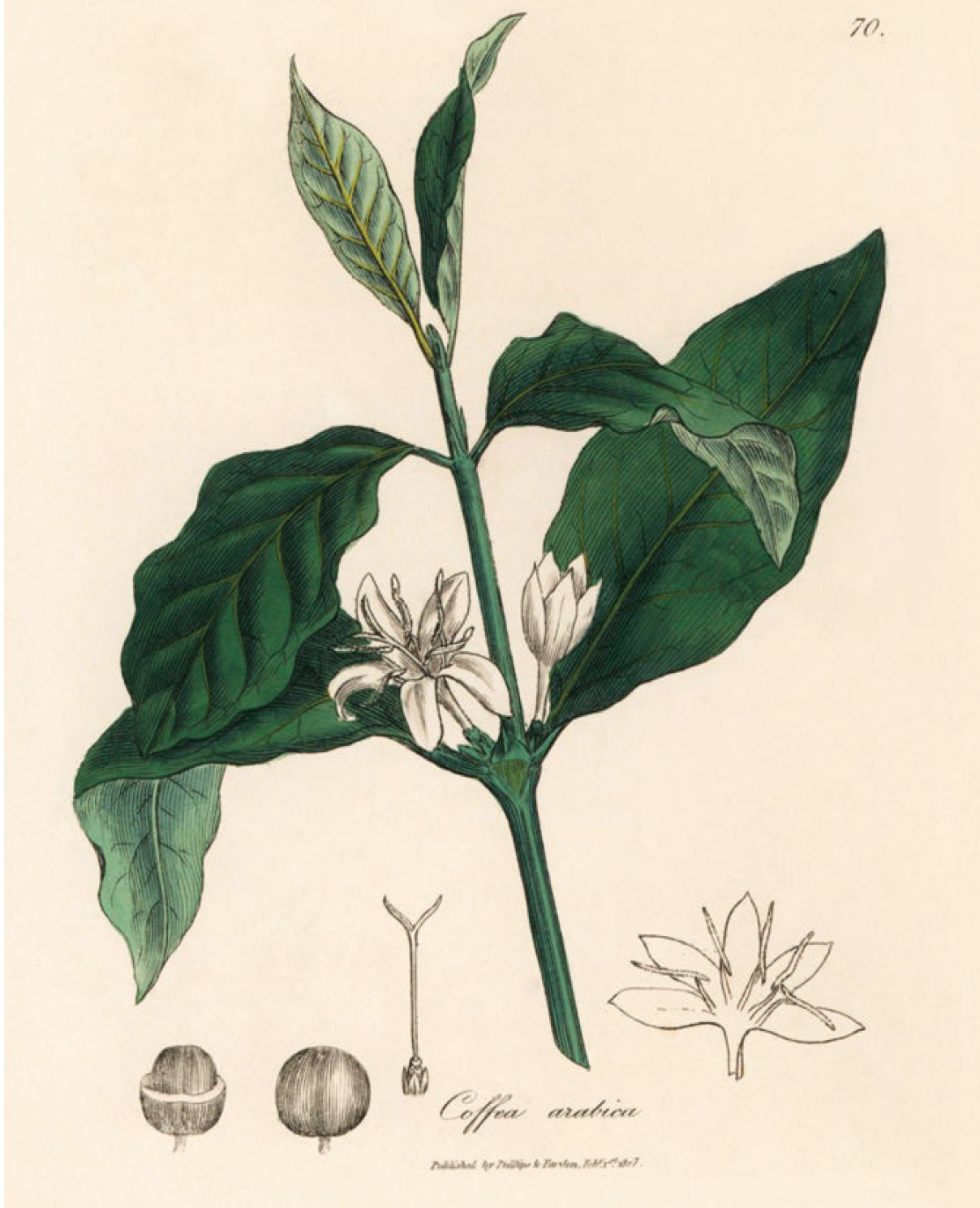 Arabica and Robusta Coffee